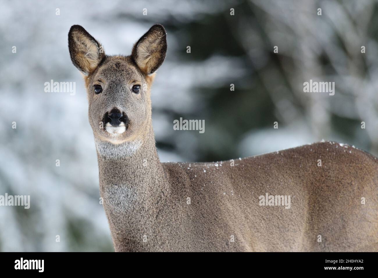Capriolo ritratto in inverno Foto Stock