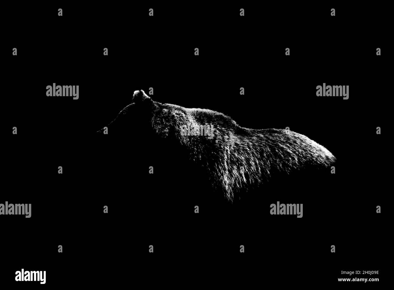 contorno del corpo dell'orso isolato su sfondo nero Foto Stock