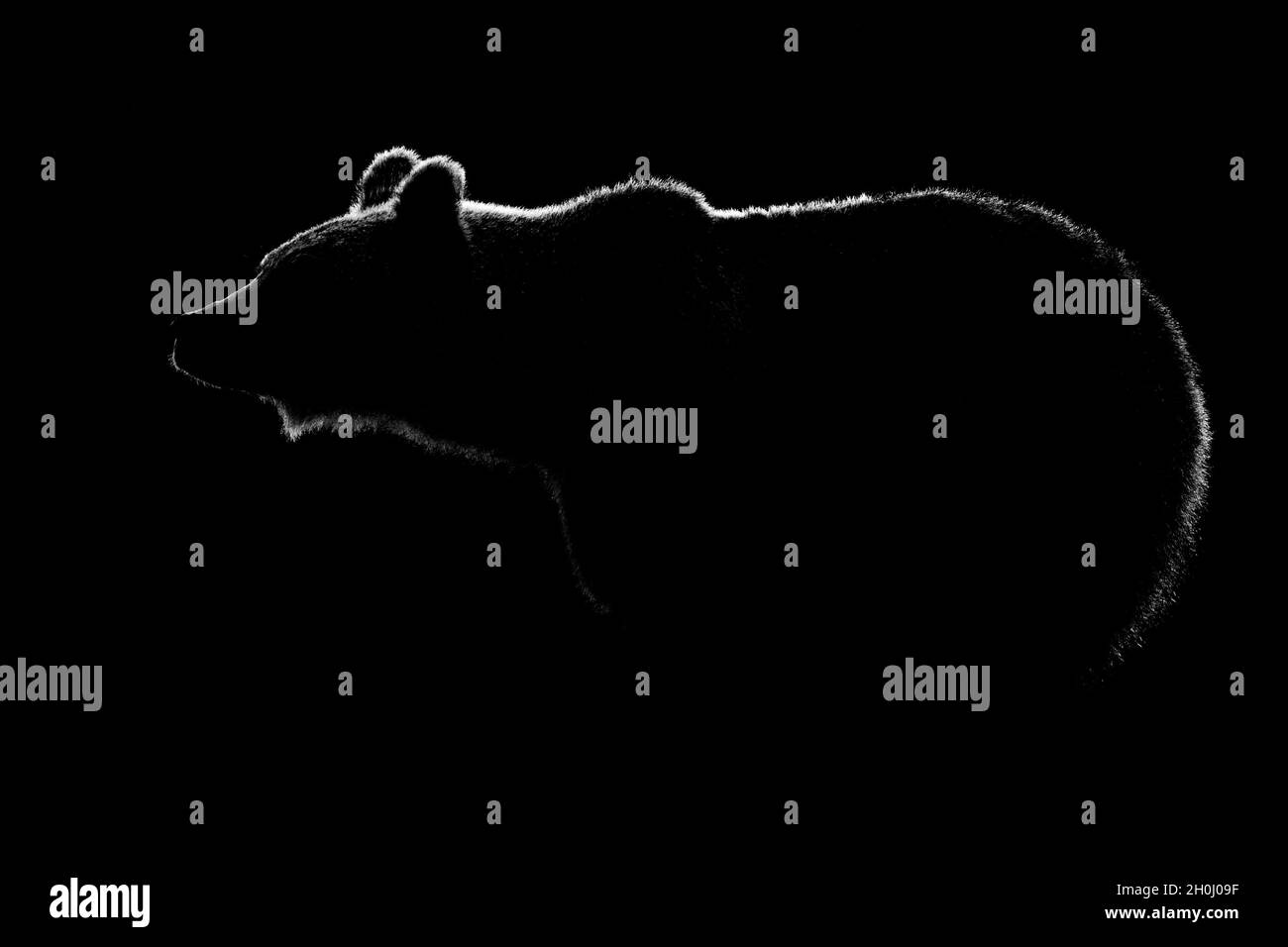 Contorno del corpo dell'orso marrone isolato su sfondo nero. Contorno dell'orso in bianco e nero. Foto Stock