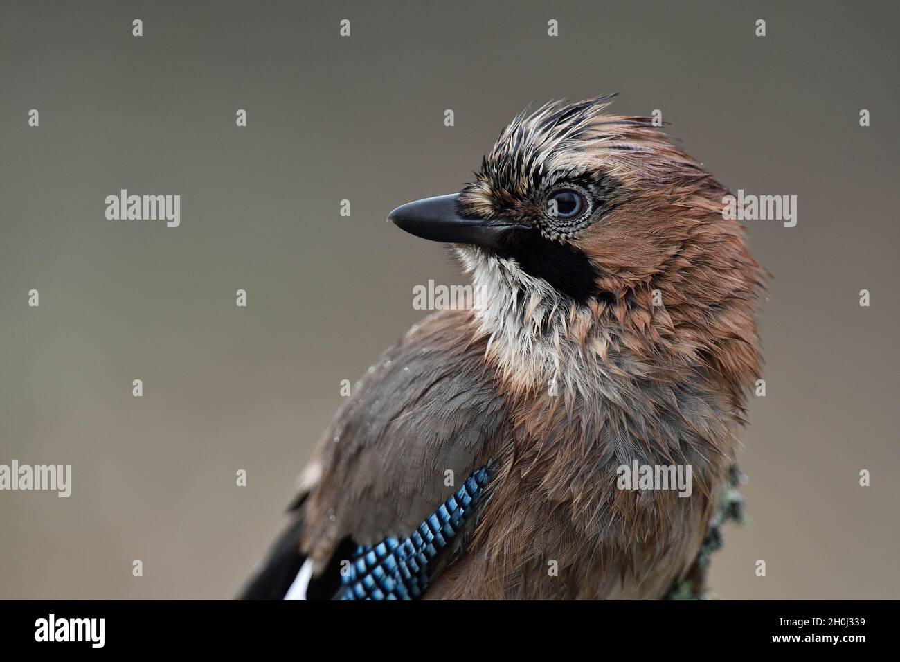 Eurasian jay ritratto Foto Stock