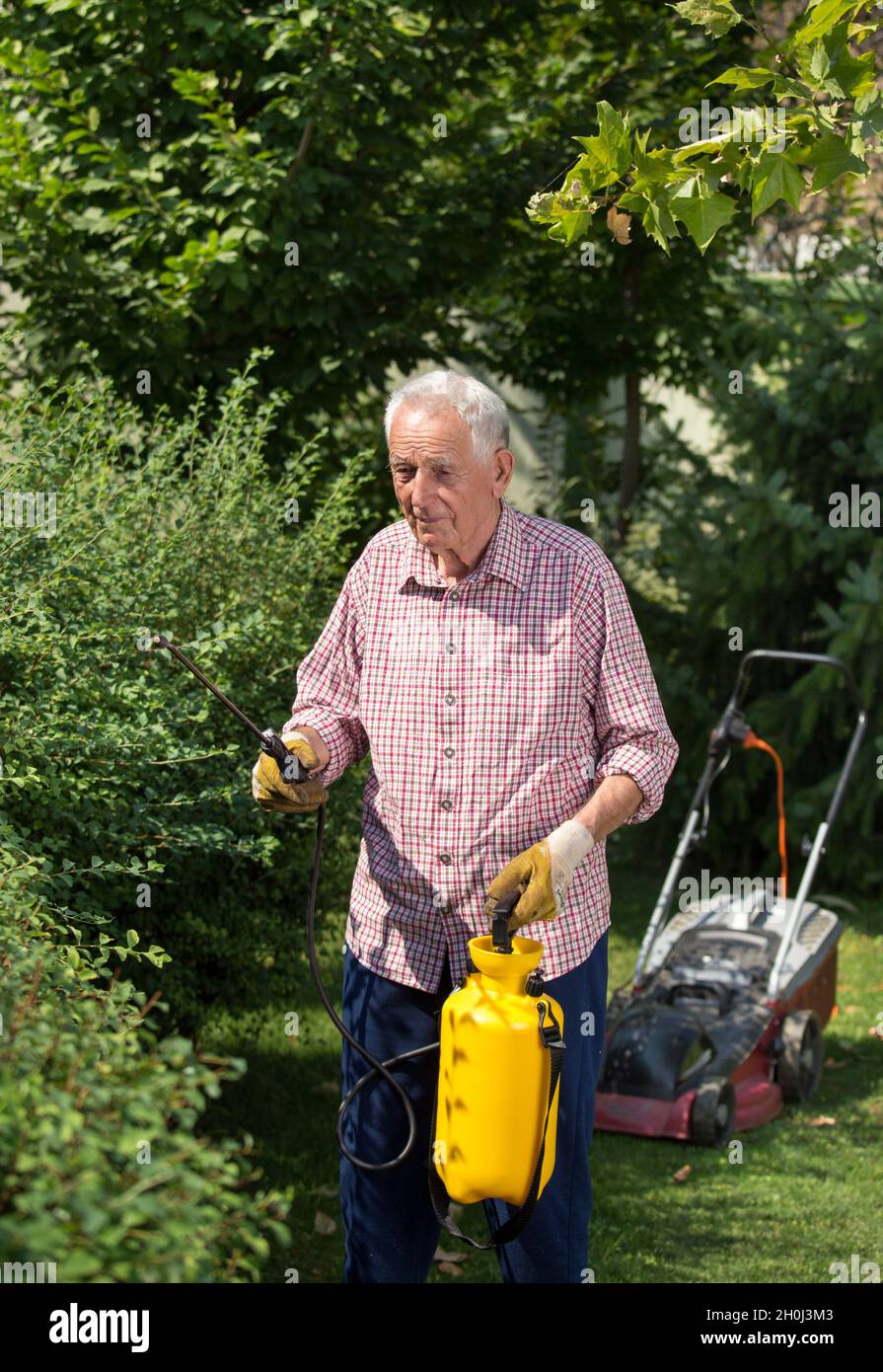 Uomo anziano che spruzza la siepe in giardino. Rasaerba in background. Cura del concetto di piante Foto Stock