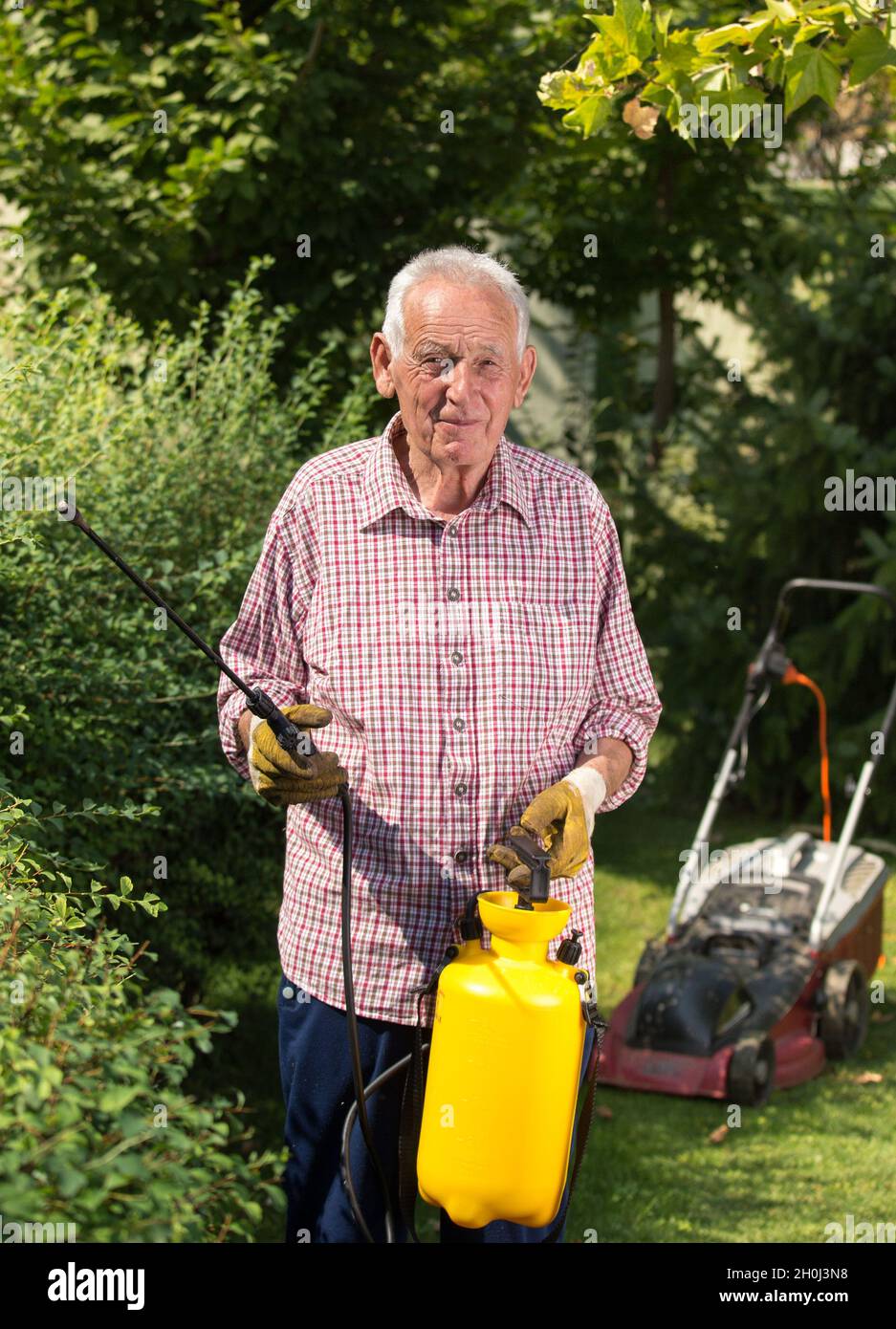 Uomo anziano che spruzza la siepe in giardino. Rasaerba in background. Cura del concetto di piante Foto Stock