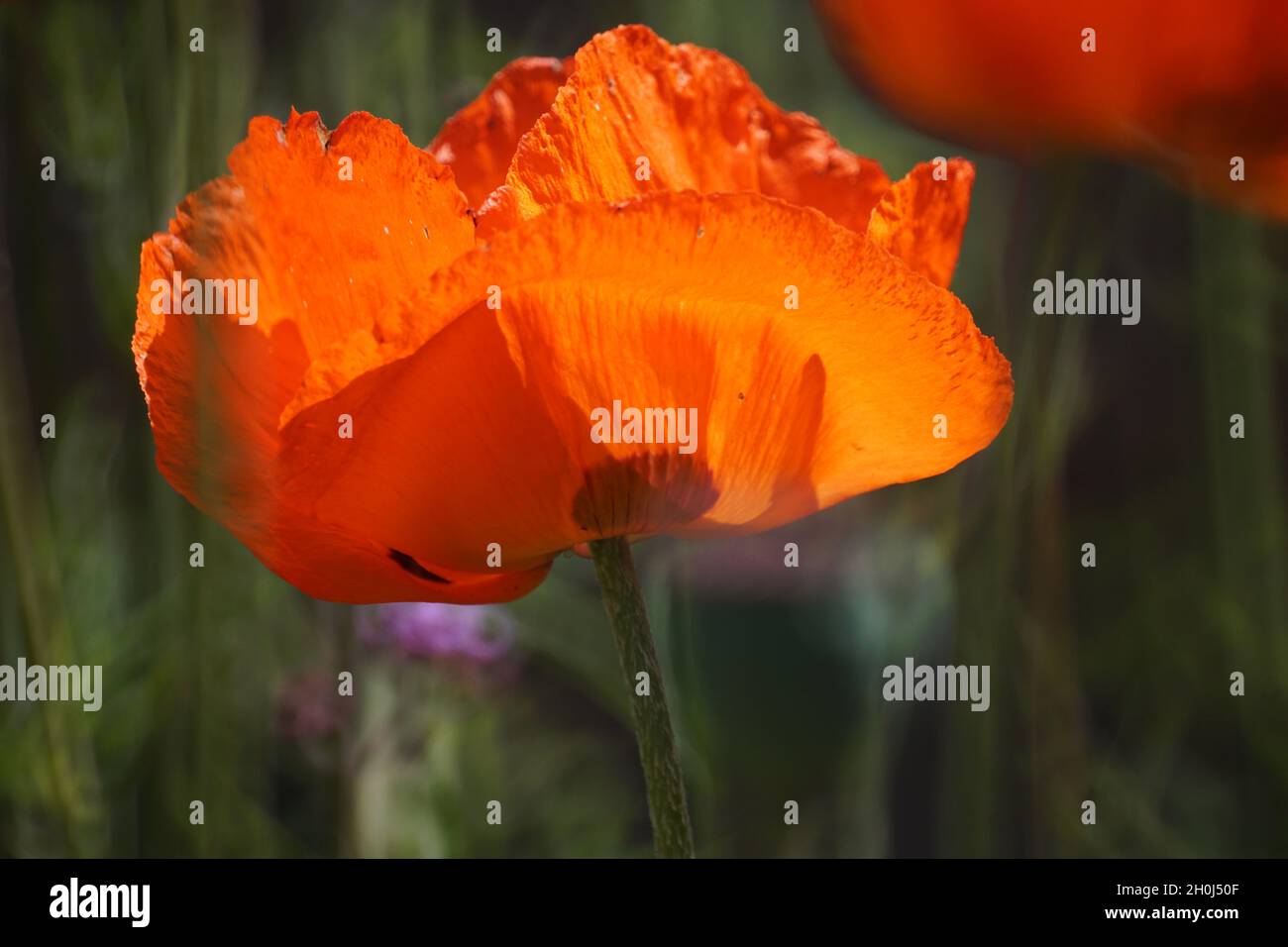 California poppies Foto Stock