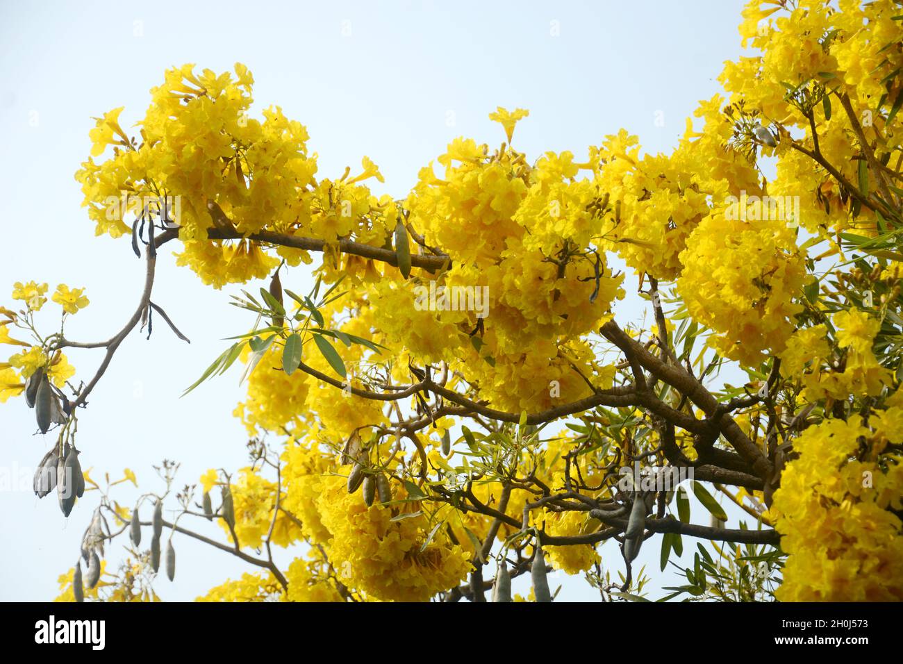 Fiori gialli con sfondo cielo blu. Foto Stock