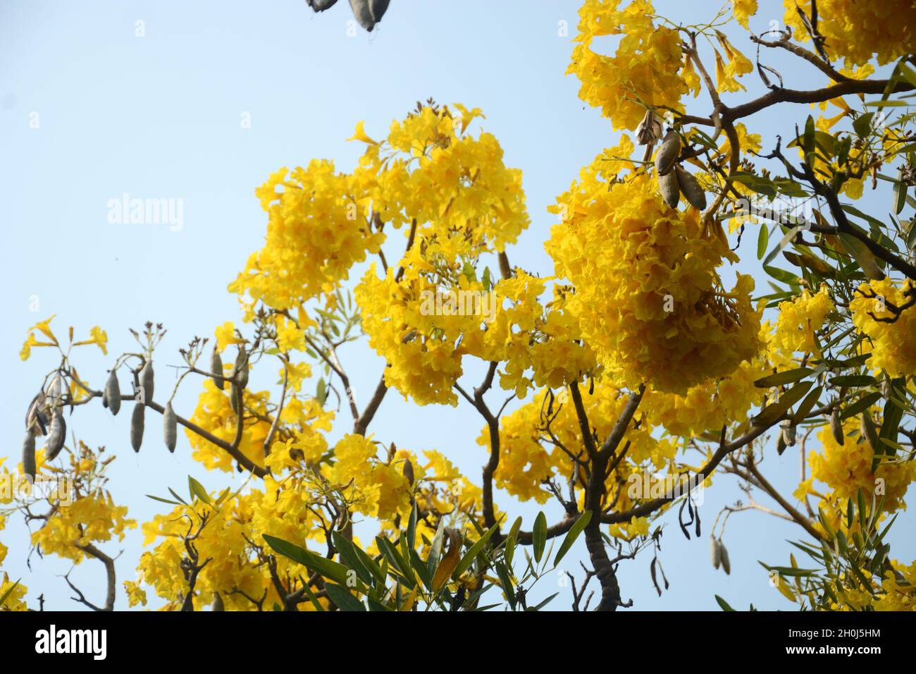 Fiori gialli con sfondo cielo blu. Foto Stock