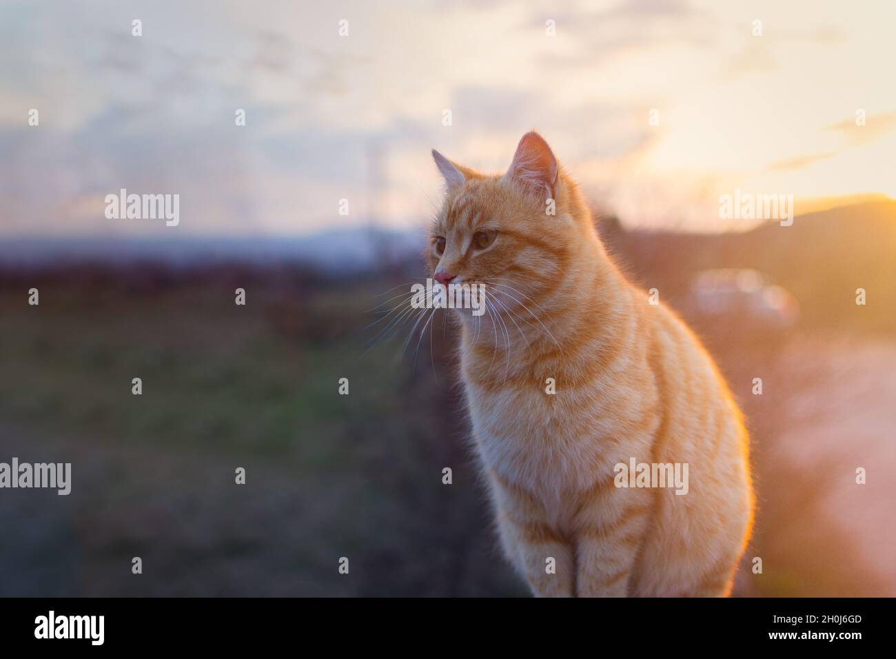 Un gatto arancione si siede su una recinzione al tramonto. Un gattino dai capelli rossi ha chiuso gli occhi e sta godendo i raggi caldi del sole. Il concetto di estate Foto Stock