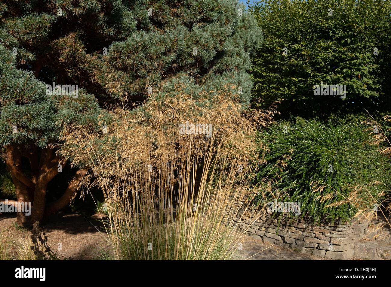 Piume di piume dell'Ornamental Giant Feather Grass o Golden Oats (Stipa Gigantea) che crescono in un giorno d'autunno soleggiato in un Country Cottage Garden Foto Stock