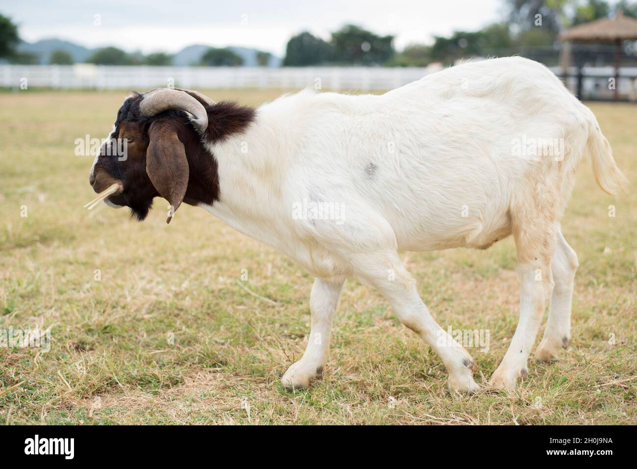 Capra in campo Foto Stock