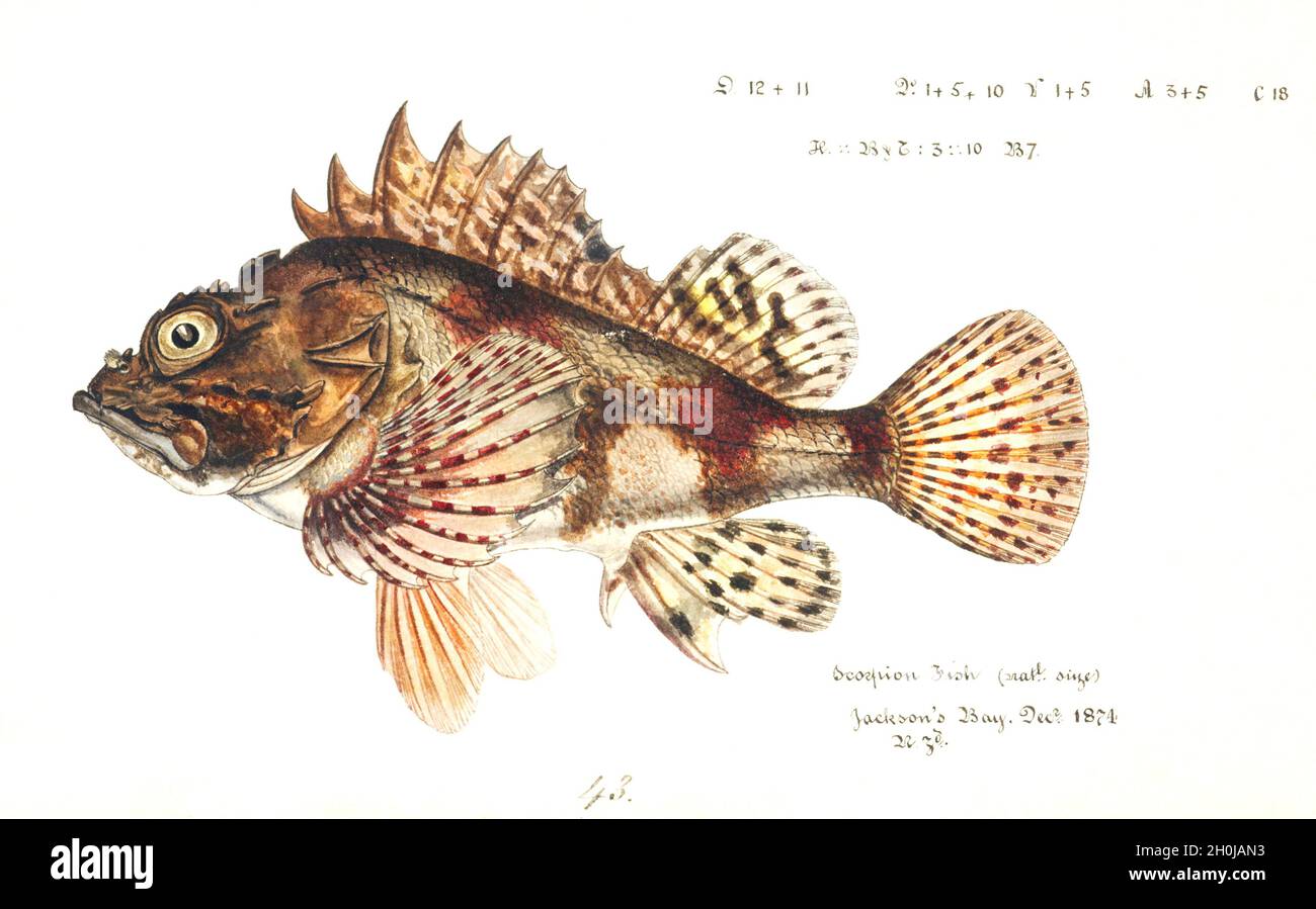 Frank Edward Clarke illustrazione dei pesci d'epoca - Scorpion Fish Foto Stock