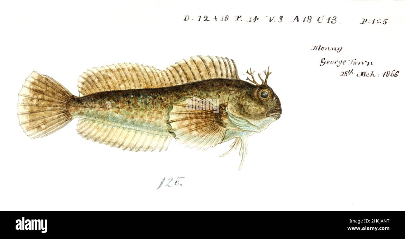 Illustrazione dei pesci d'epoca di Frank Edward Clarke - Blenny Foto Stock