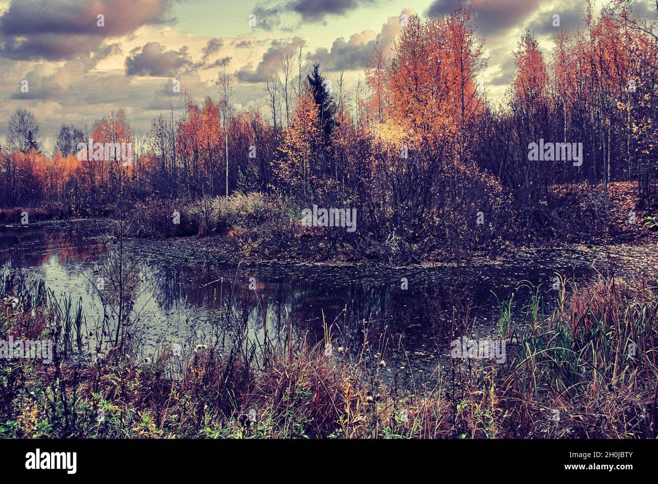 suggestivo paesaggio autunnale con laghetto. pittoresco autunno tramonto autunno alberi bruciare al sole Foto Stock