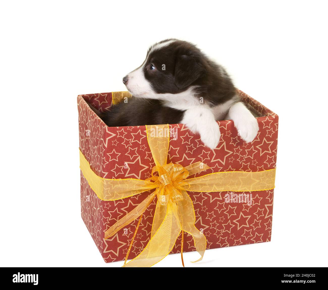 Carino cucciolo piccolo bordo collie seduto in un regalo avvolto Foto stock  - Alamy