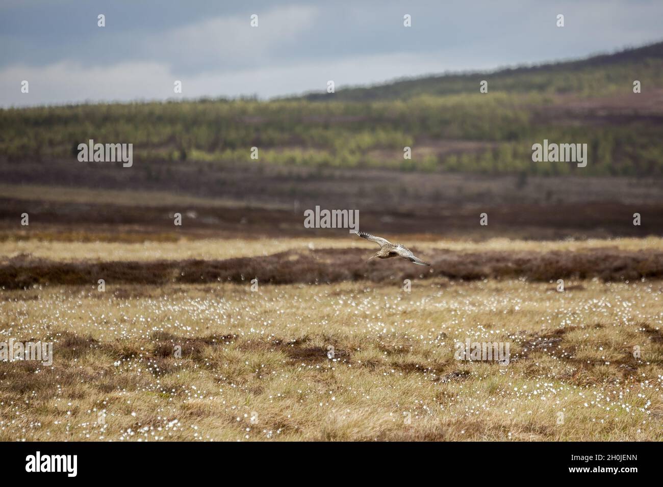 Eurasian Curlew (Numenius arquata) sorvola la brughiera scozzese Foto Stock