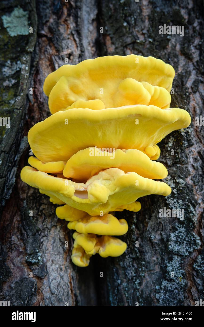 Ste Foy les Lyon (Francia), 12 ottobre 2021. Un fungo giallo sulla corteccia di un tronco d'albero. Foto Stock