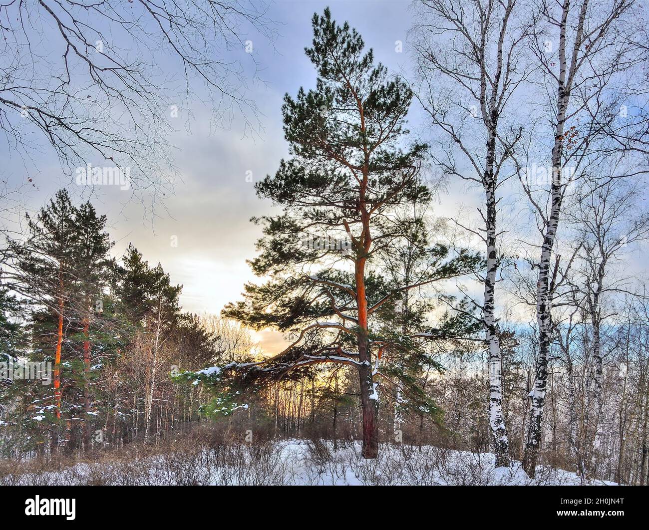 Bellissimo tramonto dorato nella foresta invernale di neve. Pino verde in primo piano tra tronchi bianchi di betulla e conifere. Fiaba di legno d'inverno Foto Stock
