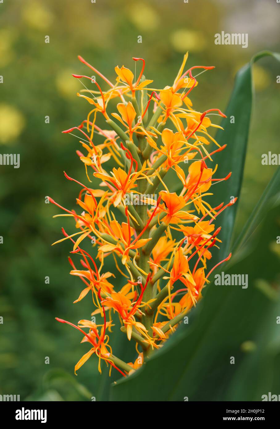 Primo piano di un giglio di zenzero (Hedychium Coccineum Tara) Foto Stock