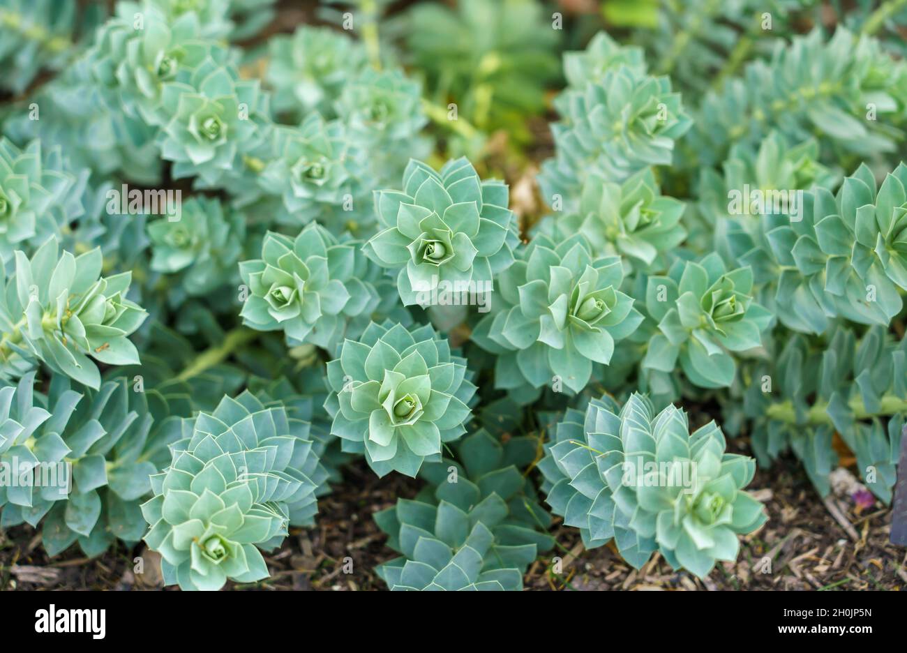 Primo piano di Myrtle Spurge (Euphorbia Myrsinites) noto anche come strisciante e blu spurge un erbaceo sempreverde perenne Foto Stock