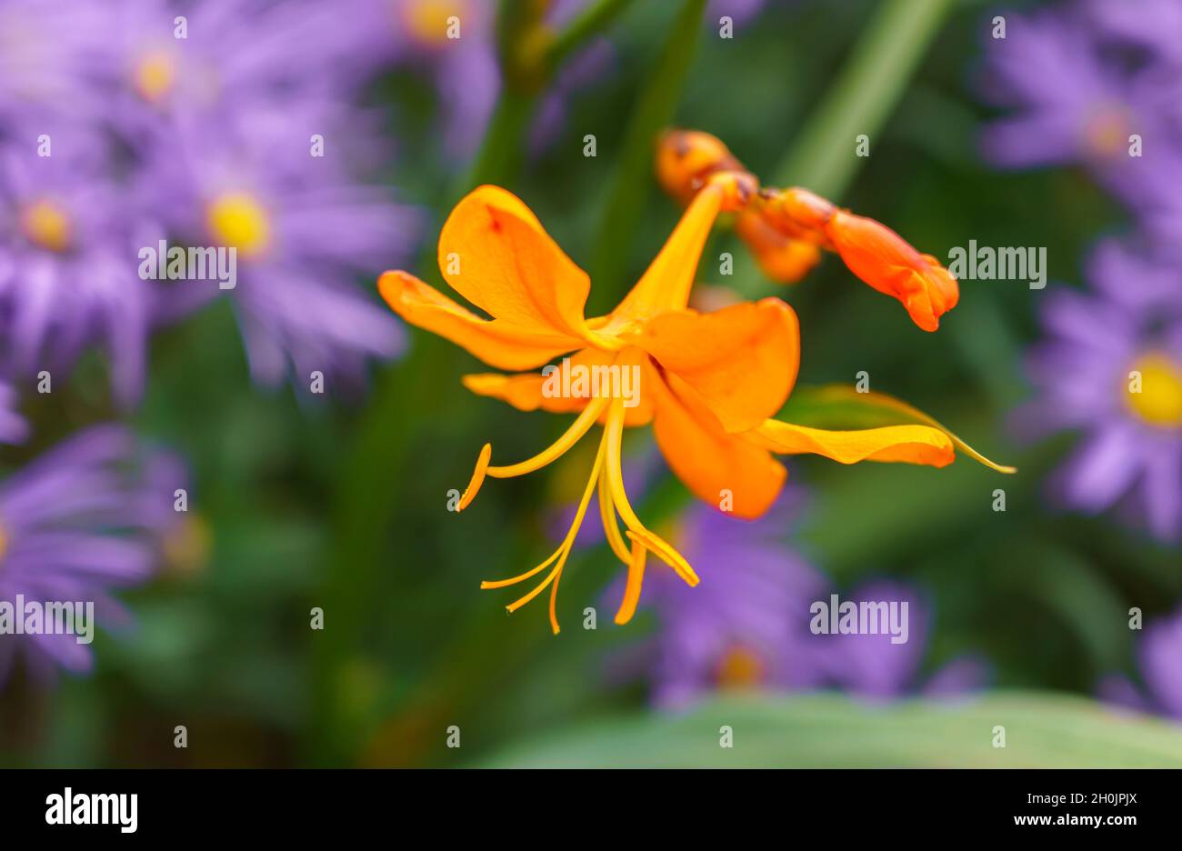 Primo piano di Crocosmia aurea dorata, conosciuta anche come stelle cadenti, fiore di San Valentino o montbretia, una fioritura perenne appartenente alla famiglia Iridaceae Foto Stock