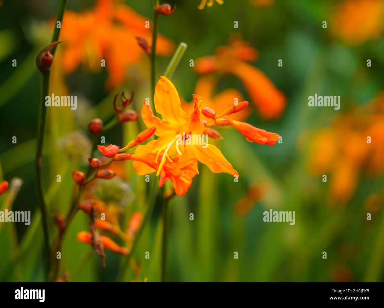 Primo piano di Crocosmia aurea dorata, conosciuta anche come stelle cadenti, fiore di San Valentino o montbretia, una fioritura perenne appartenente alla famiglia Iridaceae Foto Stock