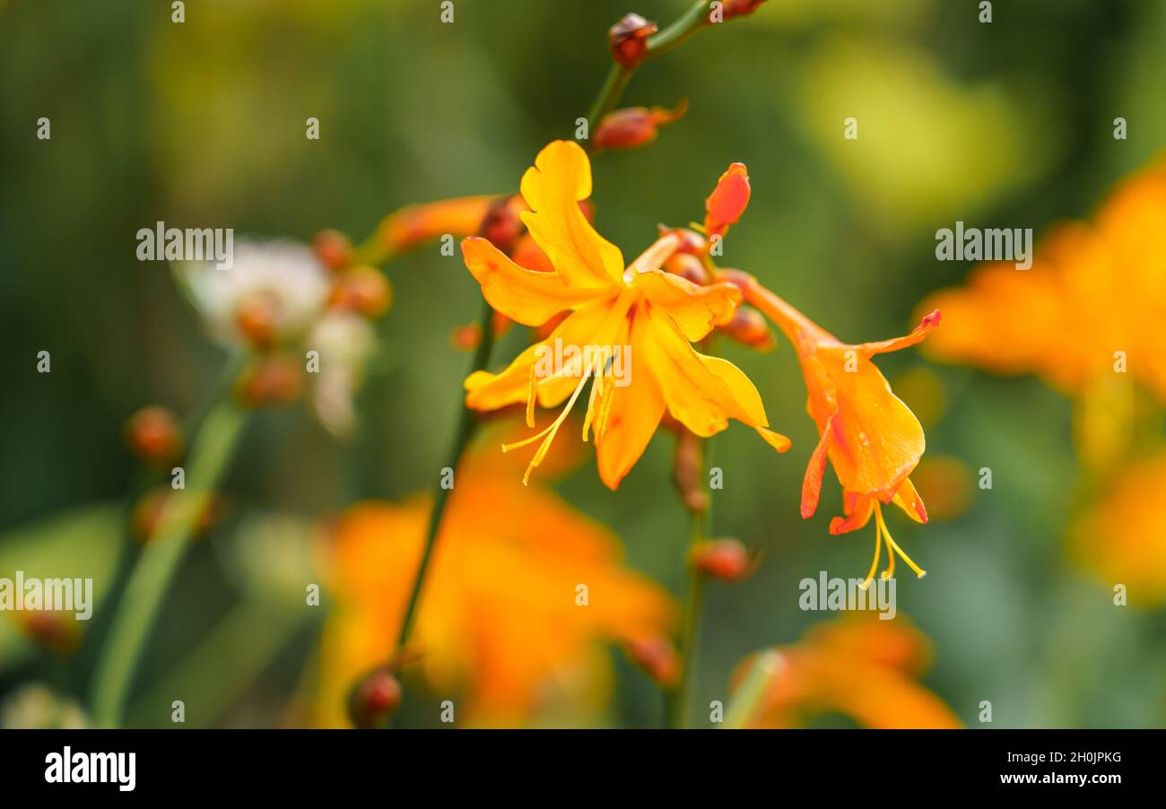 Primo piano di Crocosmia aurea dorata, conosciuta anche come stelle cadenti, fiore di San Valentino o montbretia, una fioritura perenne appartenente alla famiglia Iridaceae Foto Stock
