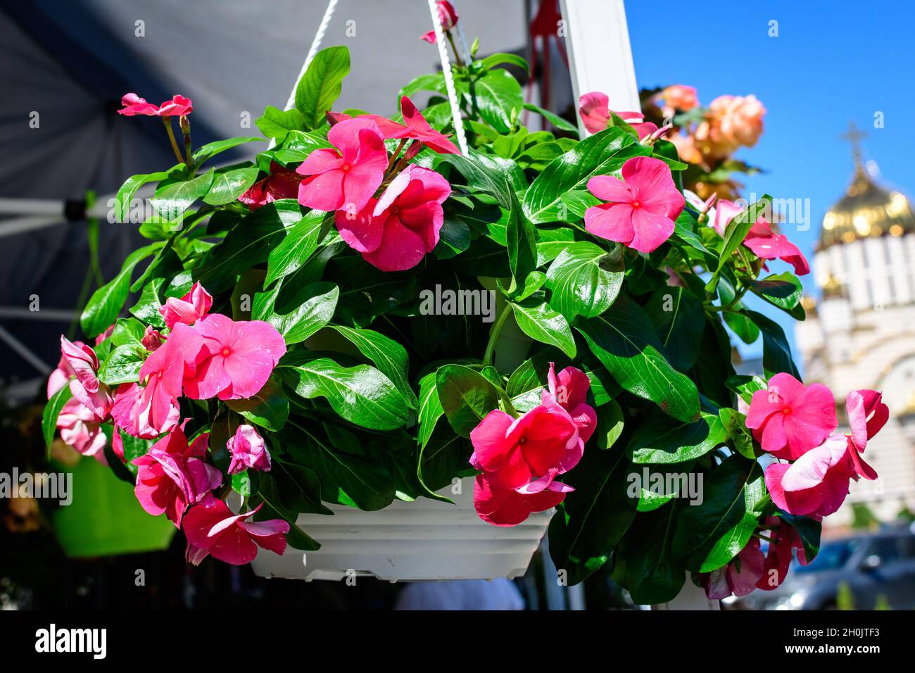 Primo piano di vivido rosa impatiens walleriana fiori in una pentola in un giardino estivo soleggiato, bello sfondo floreale all'aperto fotografato con morbido focu Foto Stock