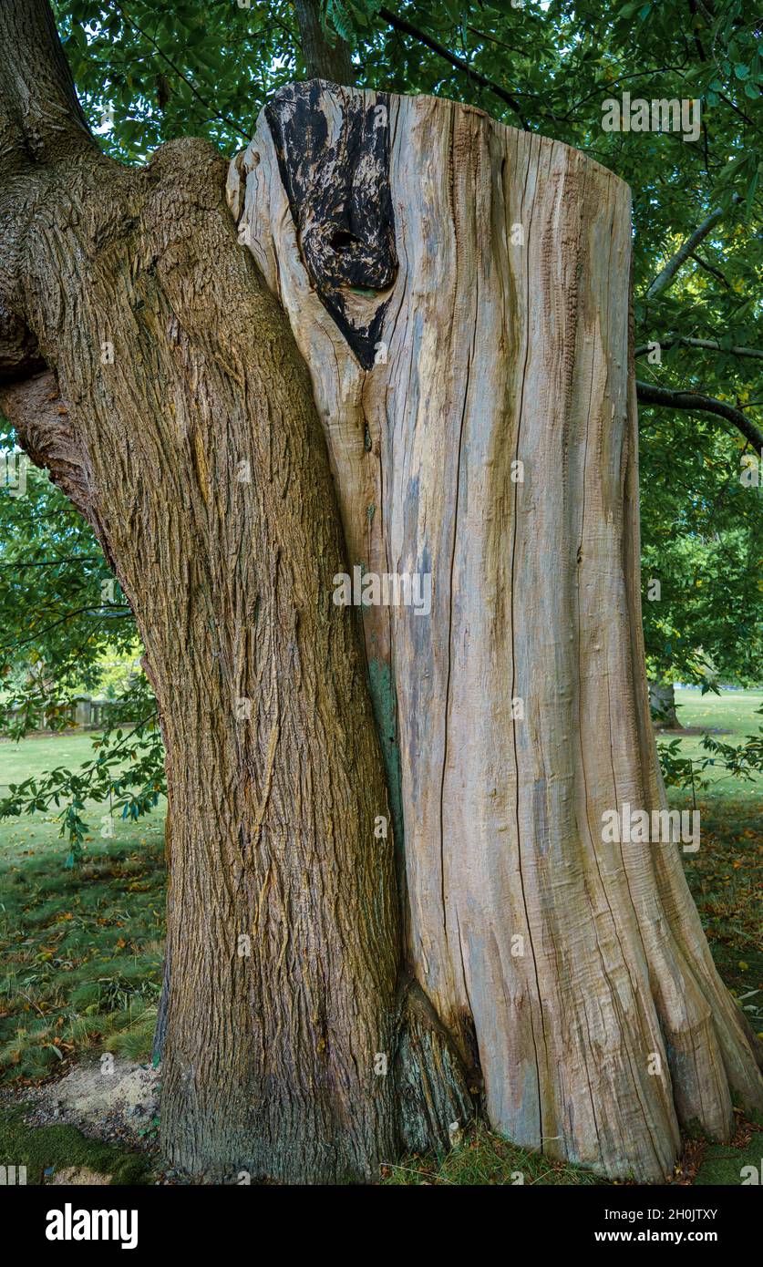 Il 18 ° secolo passeggiando albero di castagno dolce a Bodnant Gardens, Galles Regno Unito Foto Stock