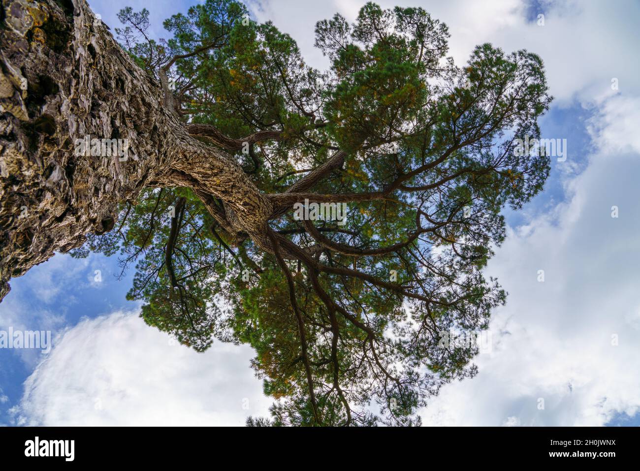 Guardando il tronco massiccio ai rami di un albero sequoia gigante (Sequoiadendron giganteum) Foto Stock