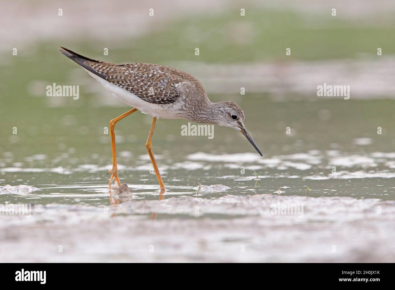 Greater yellowleg, Rio Cuiabà, Porto Jofre, MT, Brasile, Ottobre, 2017 Foto Stock