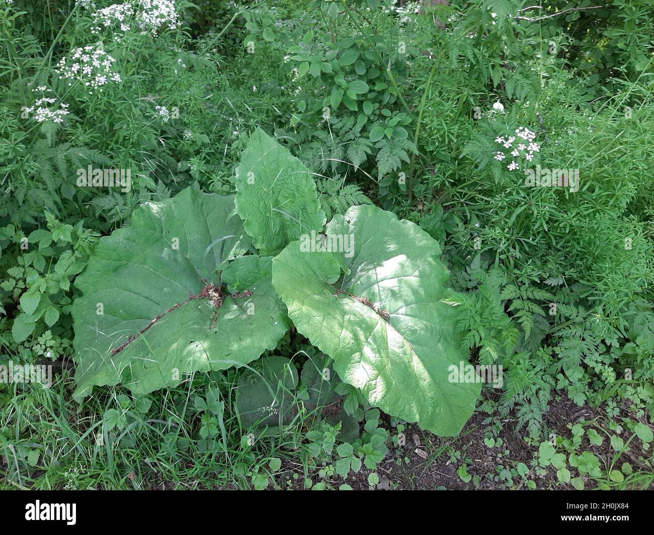 Grande burdock (Arctium lappa), foglie, Germania Foto Stock