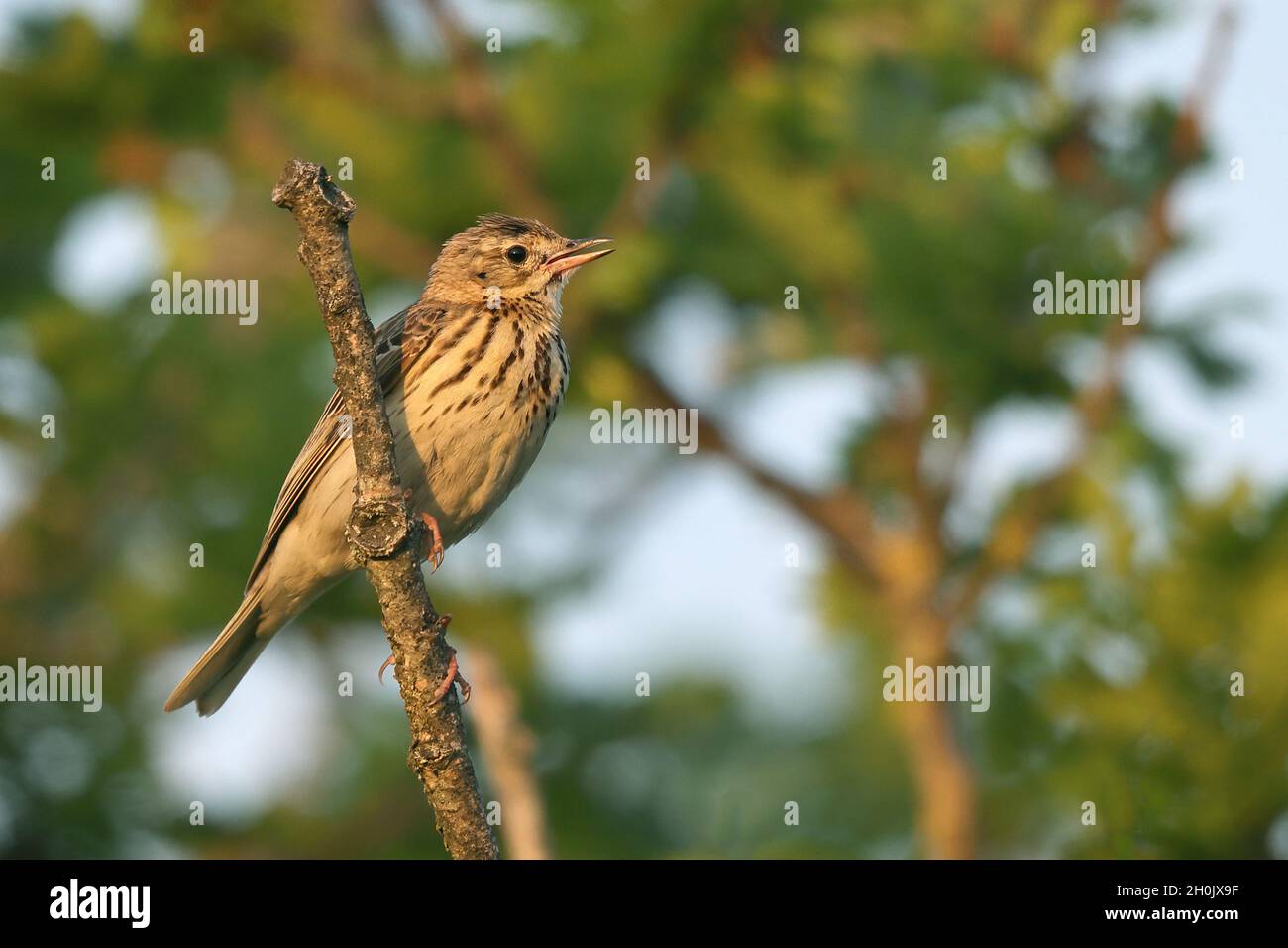 Pit d'albero (Anthus trivialis), maschio arroccato su un ramo, Olanda, Frisia, Fochteloerveen Foto Stock