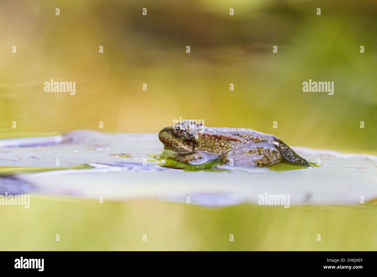Rana di palude, rana di lago (Rana ridibunda, Pelophylax ridibundus), subito dopo aver completato la metamorfosi con mosca parassitizzante, Germania, Baviera Foto Stock