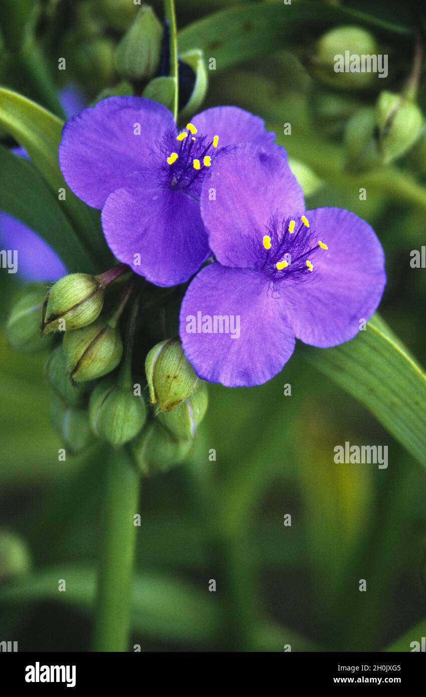 Verta bianca (Tradescantia andersoniana, Tradescantia x andersoniana, Tradescantia Andersoniana-Hybridden), fiori Foto Stock