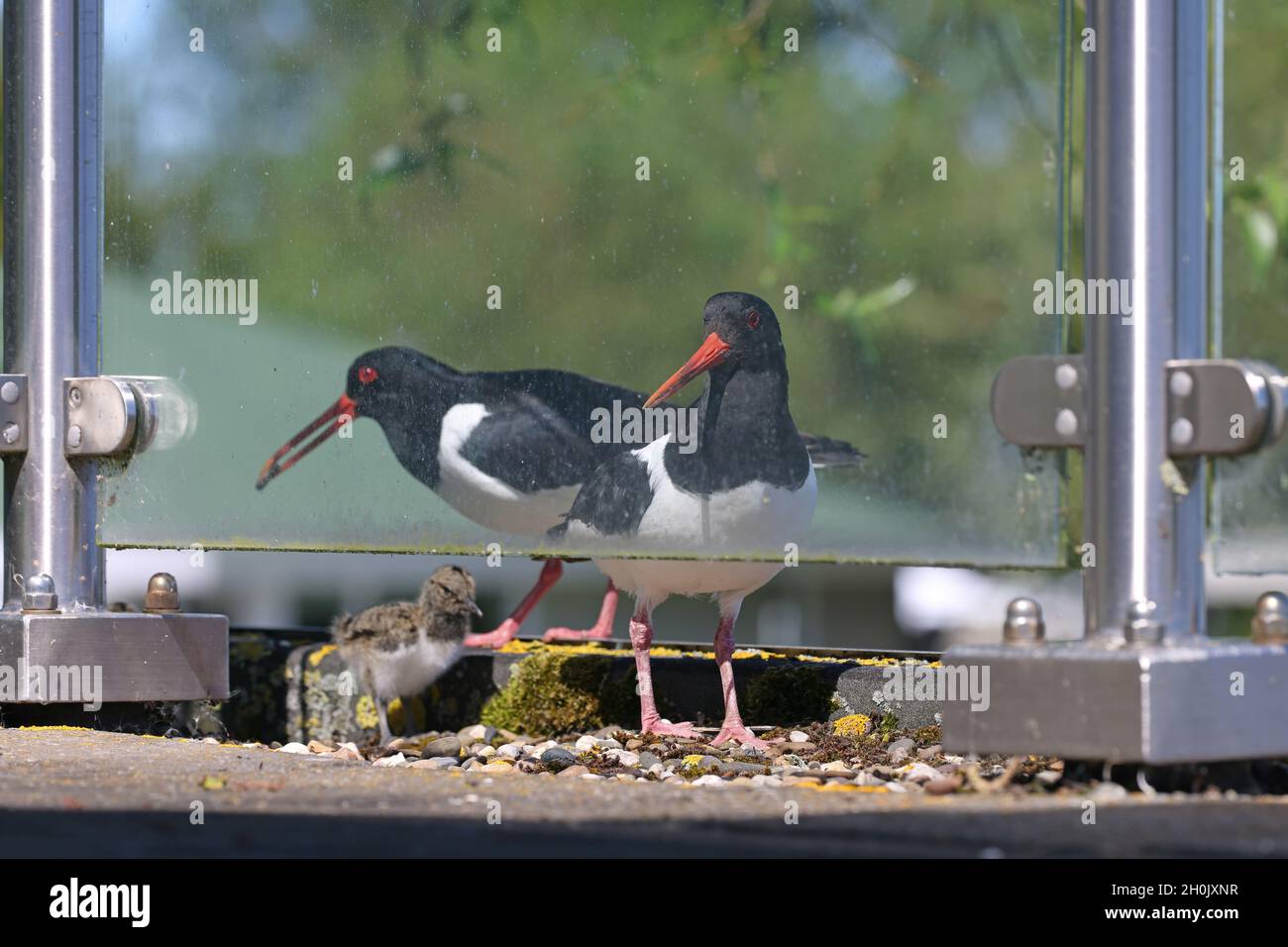 Ostriccatrice palaeartica (Haematopus ostralegus), coppia che alimenta il pulcino a nel luogo di riproduzione su un terrazzo al secondo piano, Paesi Bassi, Foto Stock