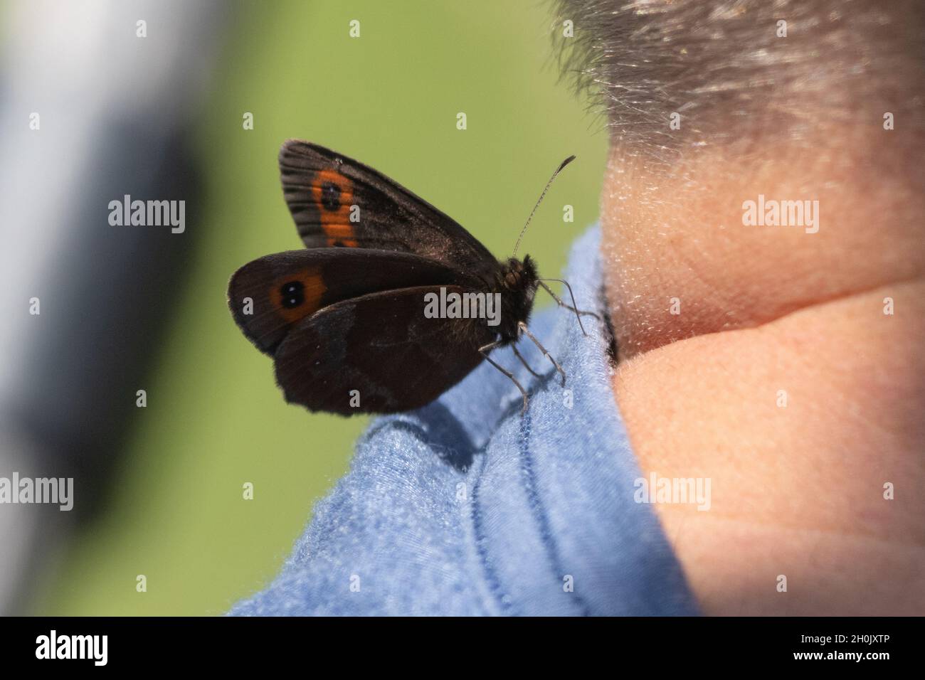 Arran Brown, Ringlet Butterfly (Erebia ligea), succhia minerali da un colletto sudato, Germania, Baviera Foto Stock