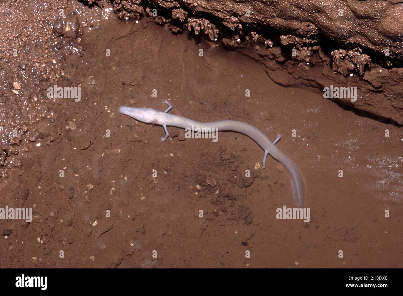 olm europeo (salamandra cieca) (Proteus anguinus), in una grotta calcarea, Croazia, Istria, Rovigno Foto Stock