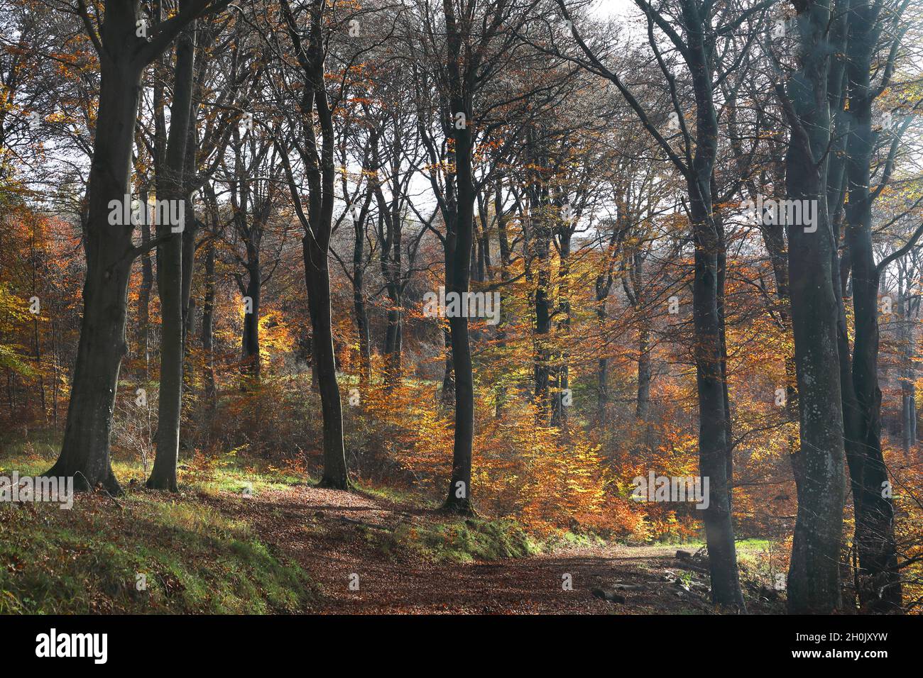 Foresta di faggio in autunno in controluce, Germania, Renania Settentrionale-Vestfalia, NSG Lampertstal , Alendorf Foto Stock