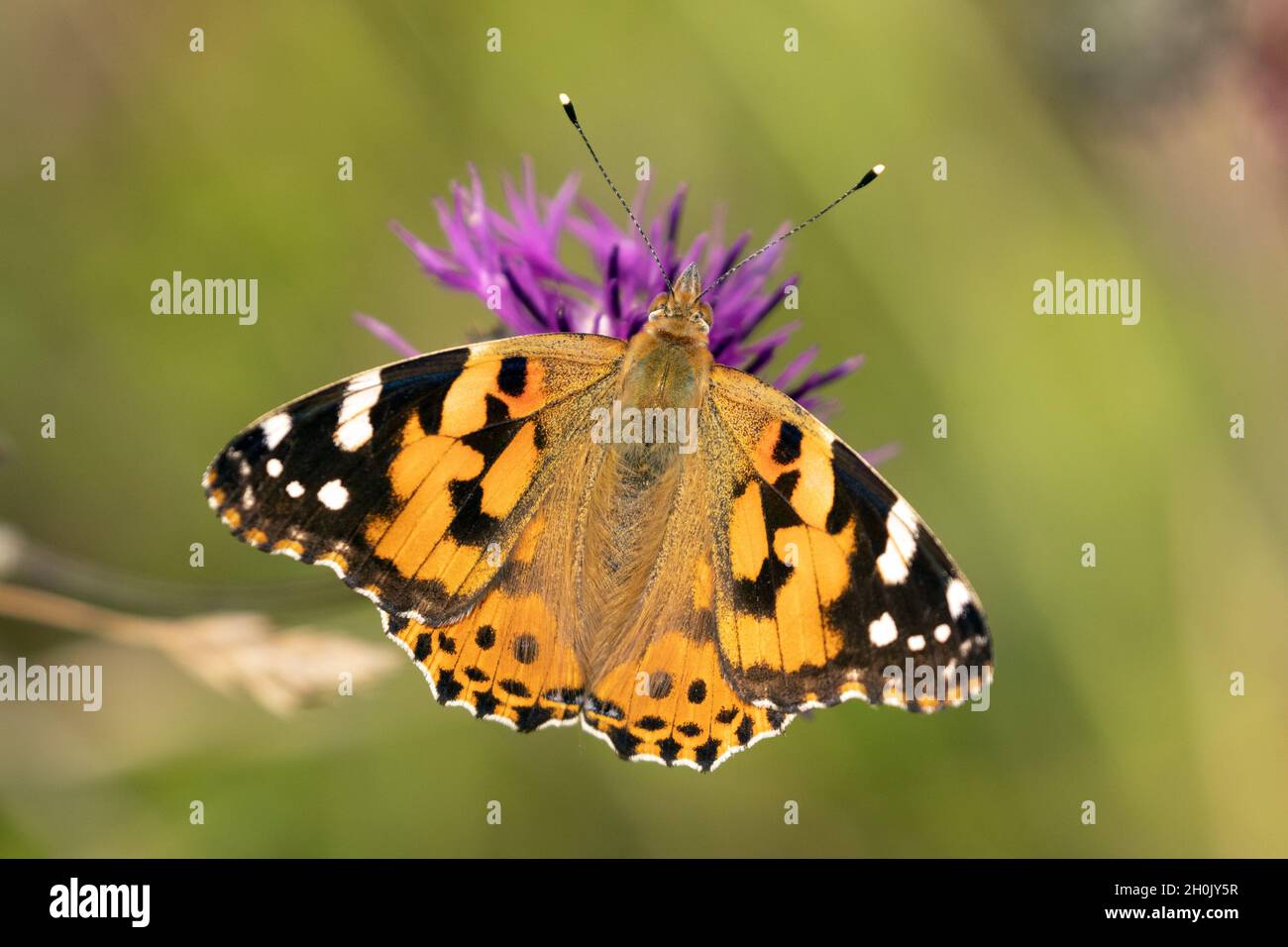 Signora dipinta (Cynthia cardui, Vanessa cardui, Pyrameis cardui), su fiore a maglia, Germania, Baviera Foto Stock