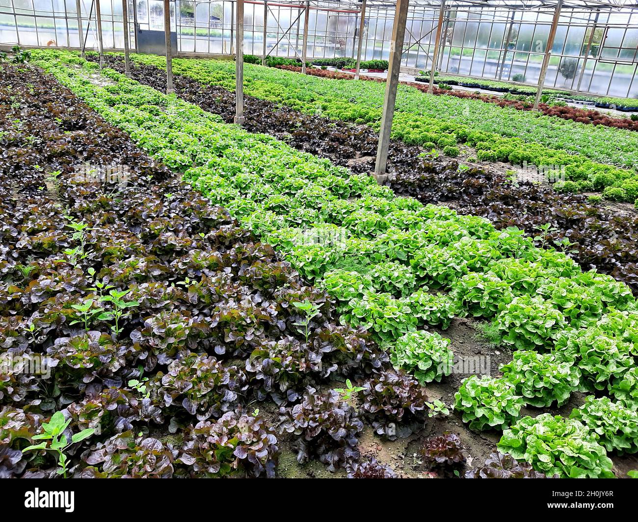 Lattuga da giardino (lattuga sativa), coltivazione di lattuga sotto vetro, Germania Foto Stock