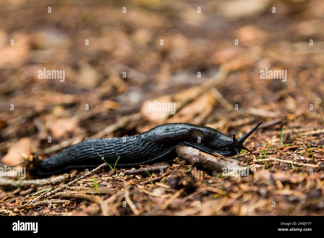 Grande slug nero, più grande slug nero, arion nero, lumaca nera (Arion ater), creeps sul pavimento della foresta, Germania, Meclemburgo-Pomerania occidentale, Muritz Foto Stock