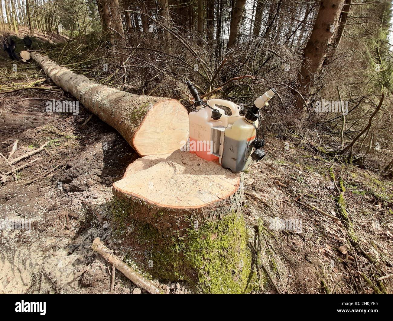 Abete rosso (Picea abies), albero felluto con lattina di benzina su superficie tagliata Foto Stock