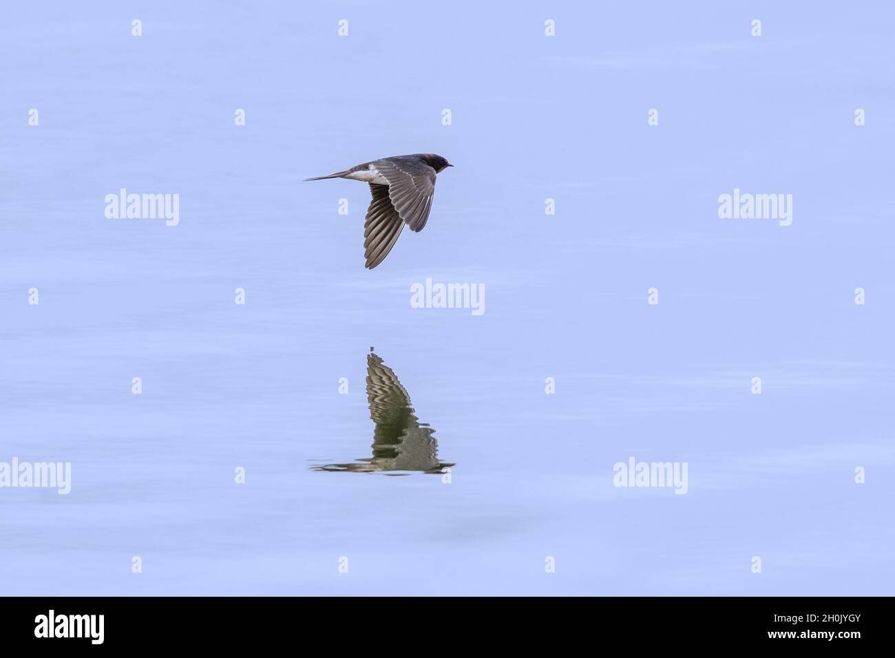 Fienile inghiottito (Hirundo rustica), in volo con immagine speculare sull'acqua, Germania, Baviera Foto Stock