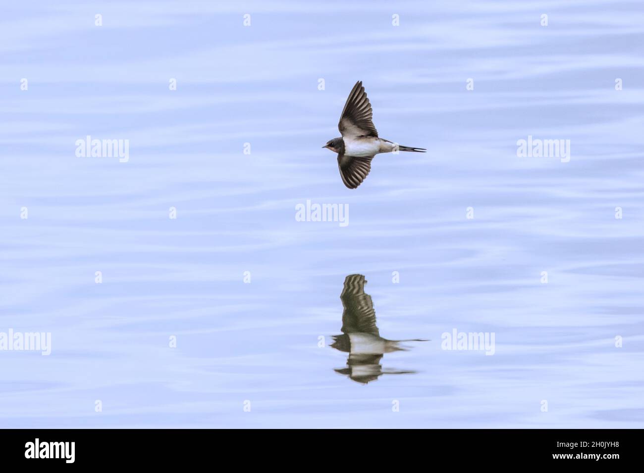 Fienile inghiottito (Hirundo rustica), in volo con immagine speculare sull'acqua, Germania, Baviera Foto Stock