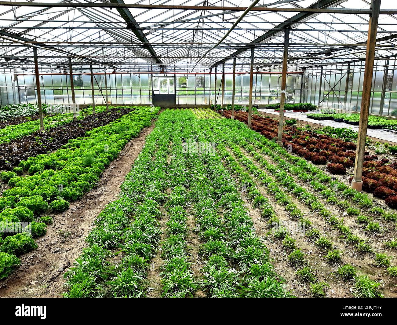 Insalata di rucola (Eruca sativa), coltivazione di insalata di rucola e lattuga al bicchiere, Germania Foto Stock