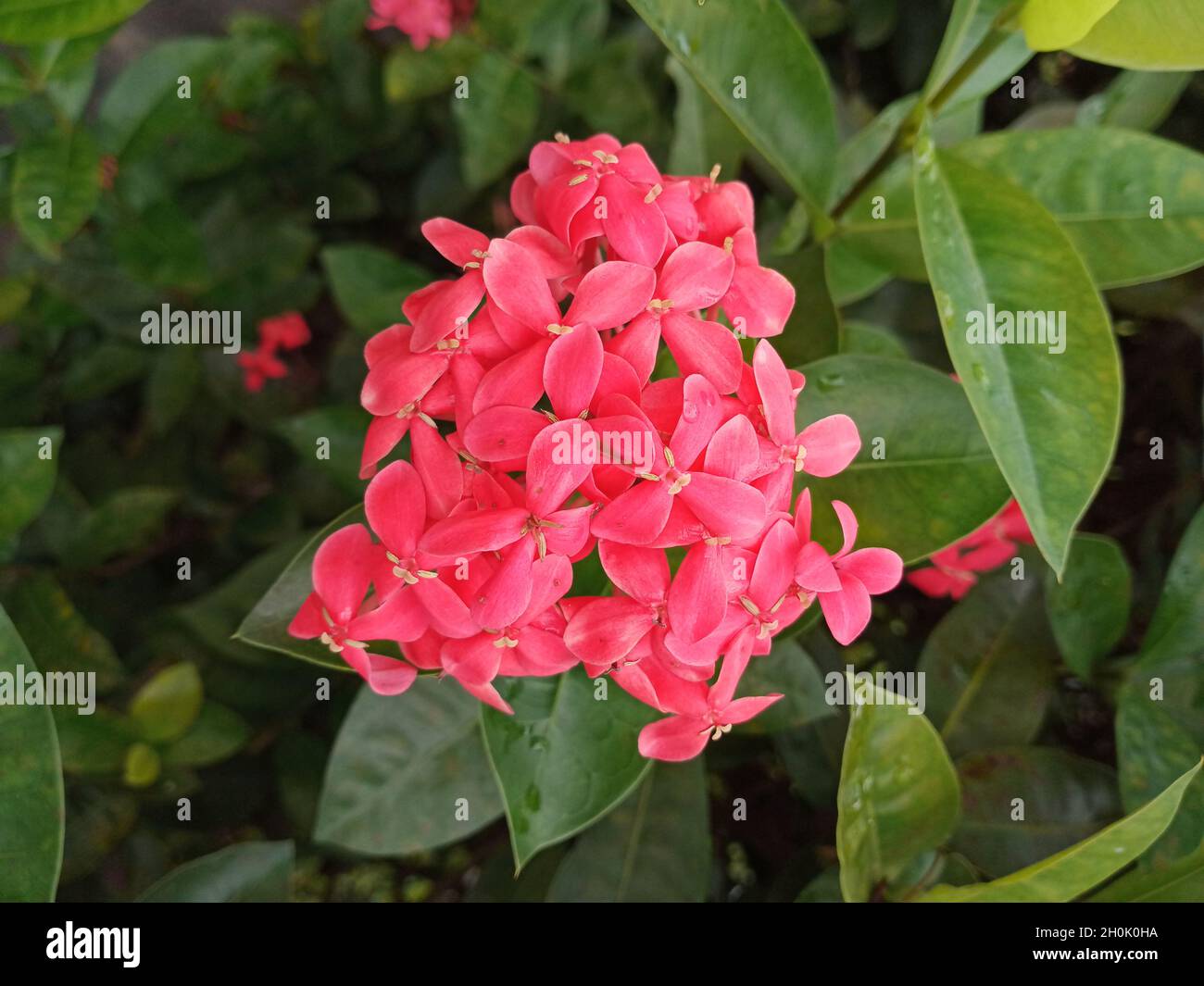 Fiori cinesi rossi di Ixora Foto Stock