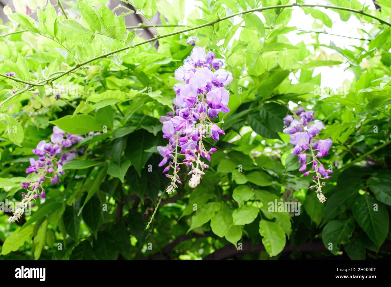 Primo piano di fiori rosa chiaro di Wisteria e grandi foglie verdi verso il cielo nuvoloso in un giardino in una giornata di primavera soleggiata, bello backgrou floreale all'aperto Foto Stock