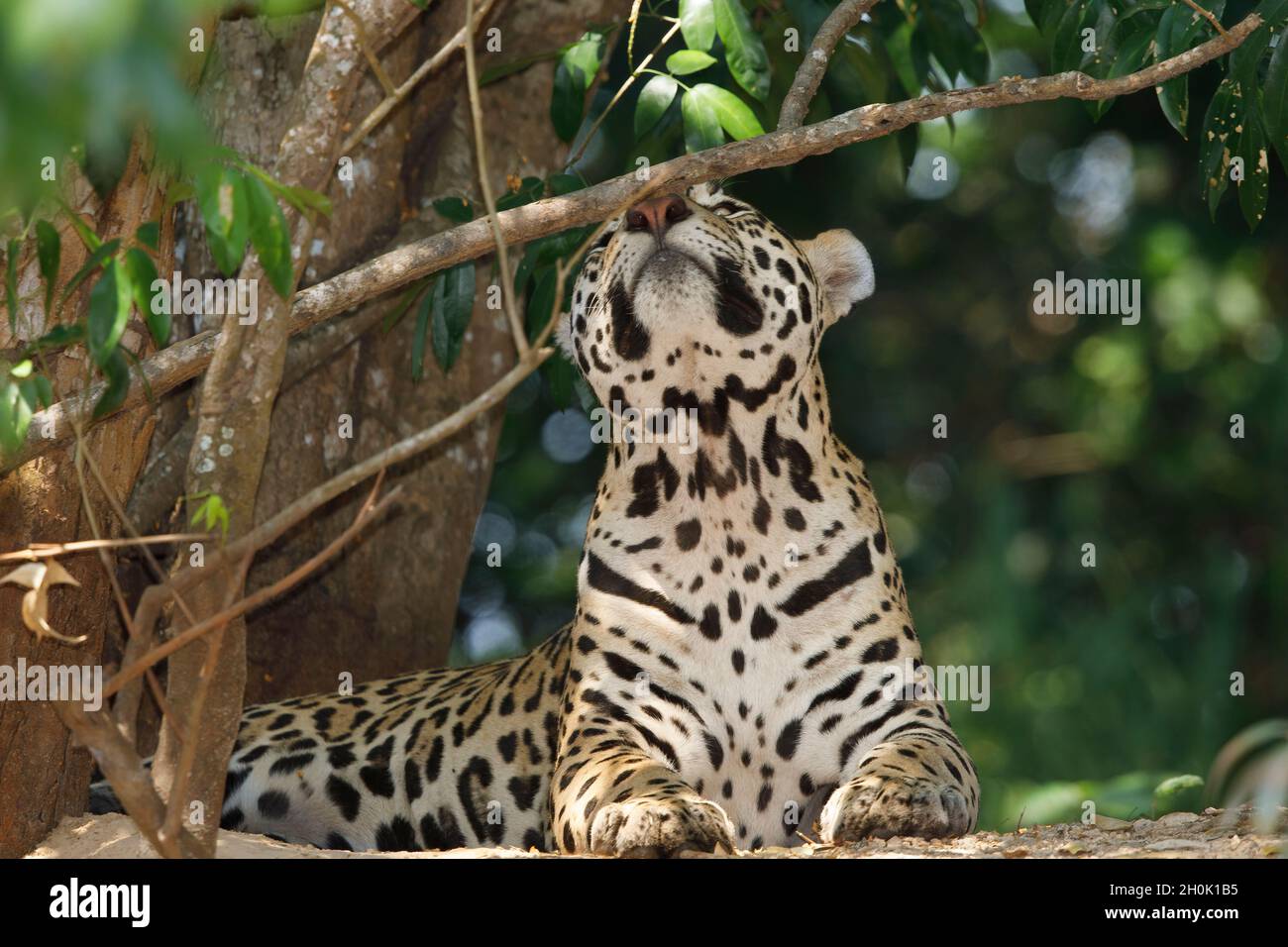 Jaguar, Rio Cuiabà, Porto Jofrè, Pantanal, MT, Brasile, ottobre 2017 Foto Stock