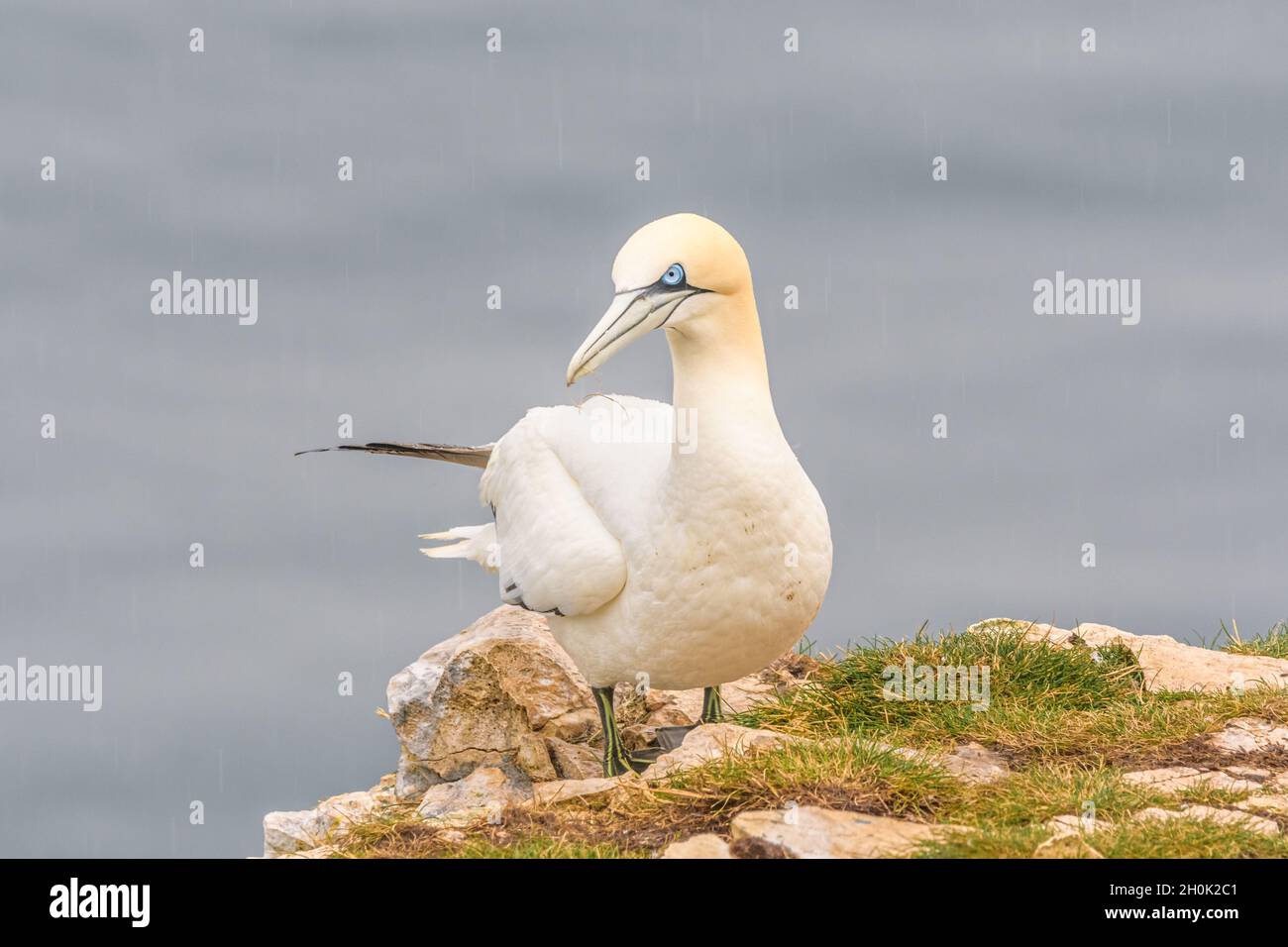 Un singolo Gannet del Nord arroccato sulle scogliere con il viso e le mani arrabbiate sui fianchi Foto Stock