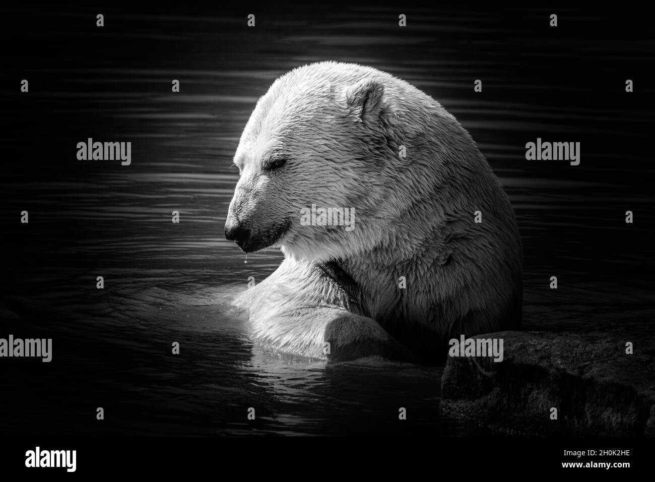 Foto in bianco e nero oscura e moody di un orso polare che si crogiola al sole in un lago appoggiato su una roccia Foto Stock
