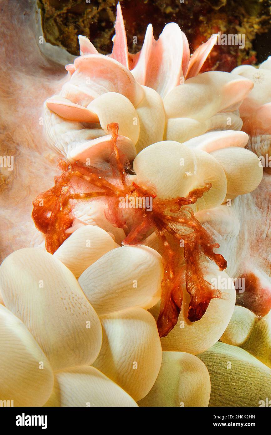 Orang-Utan Krabbe (Achaeus japonicus) auf Blasenkoralle (Plerogyra sinuosa), Pazifik, Moalboal, Cebu, Visayas Archipel, Filippine, Asien Foto Stock
