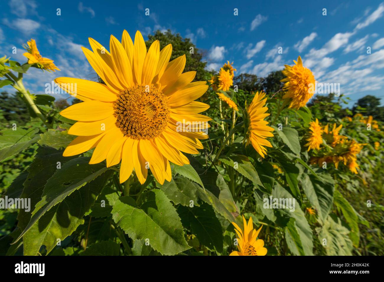 Girasoli in campo di girasole Foto Stock